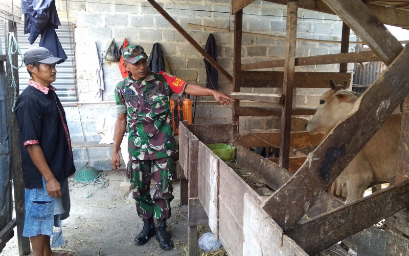 Sambangi Ternak Warga, Babinsa Bukit Batrem Sosialisasi PMK