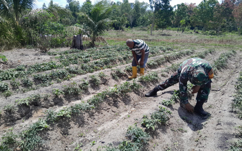 Babinsa Bukit Timah Laksanakan Pendampingan Karya Nyata Tanaman Ubi Jalar