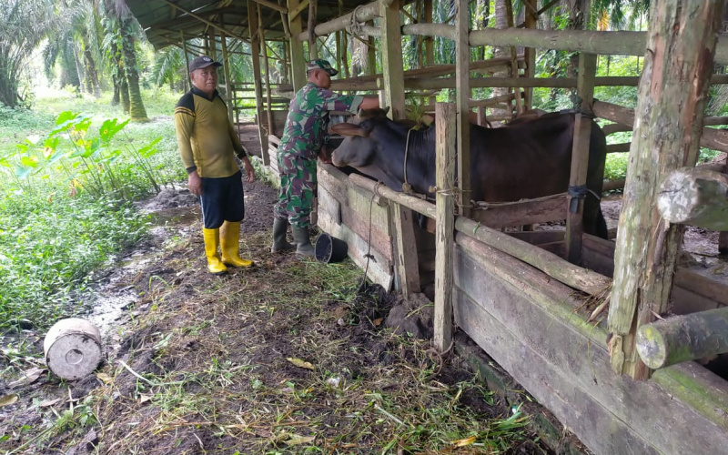 Babinsa Kelurahan Bagan Besar Sosialisasi Pencegahan PMK