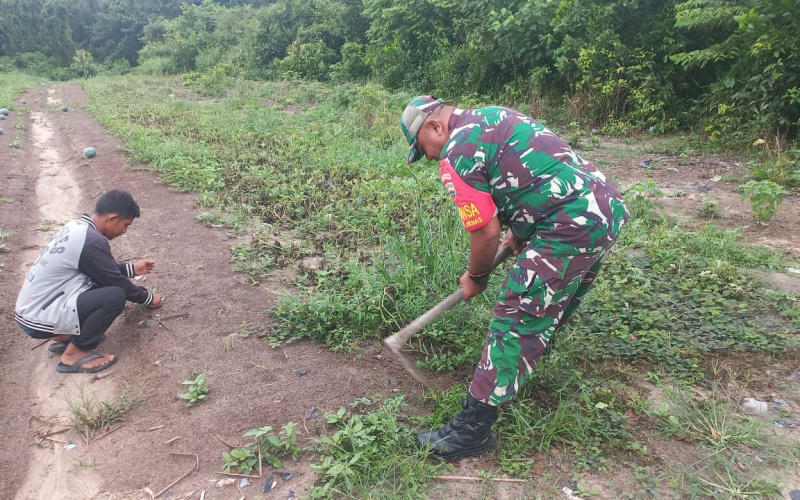 Proses Penanaman Semangka, Babinsa Bukit Nenas Dukung Swasembada Pangan