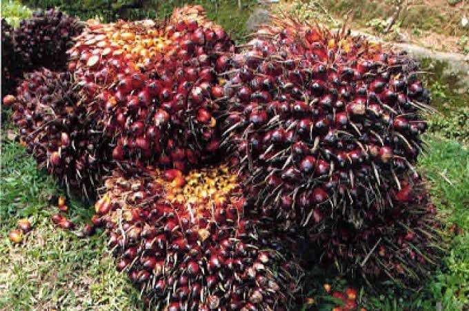 Harga TBS Sawit Mitra Swadaya Riau Naik, Tertinggi untuk Umur 9 Tahun Capai Rp 3.358 per Kg