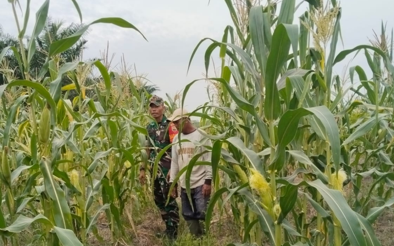 Babinsa dari Tanjung Penyebal Serda Erwan Patroli Karhutla