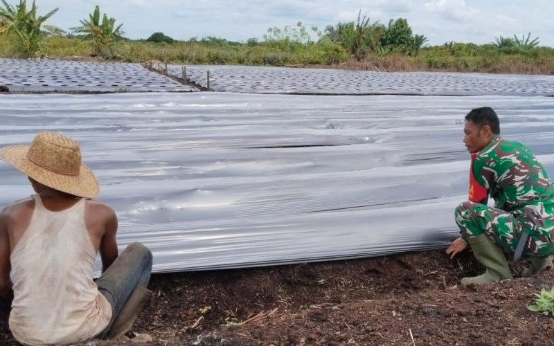 Babinsa Tanjung Penyembal Dampingi Petani Cabai Merah Dukung Ketahanan Pangan