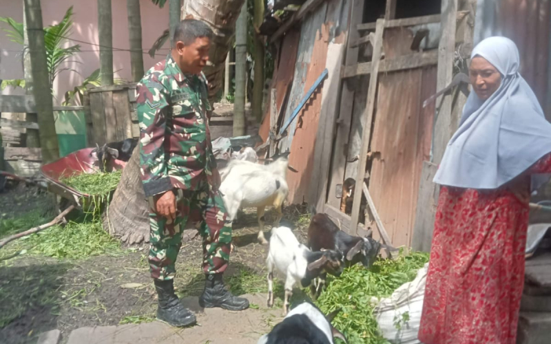 Cegah PMK di Peternakan, ini Upaya Babinsa Koramil 01