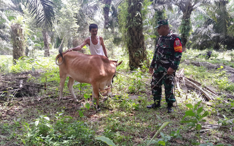 Babinsa Kelurahan Bukit Timah Giat PMK, Sambangi Peternakan