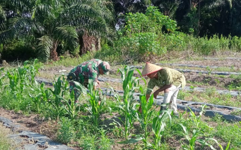 Sertu Sareh Turun ke Ladang, Dampingi Petani Budidaya Jagung dan Semangka