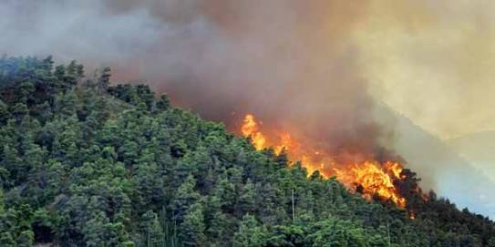 Polda Riau Menyelidiki Kebakaran Lahan Konsesi Dua Perusahaan di Rohul