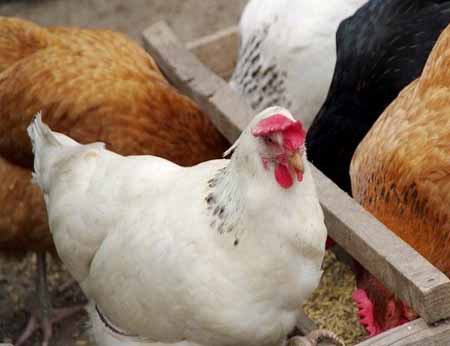 Putus Asa karena Jomblo Terlalu Lama, Pria Ini Nekad Perkosa Ayam 