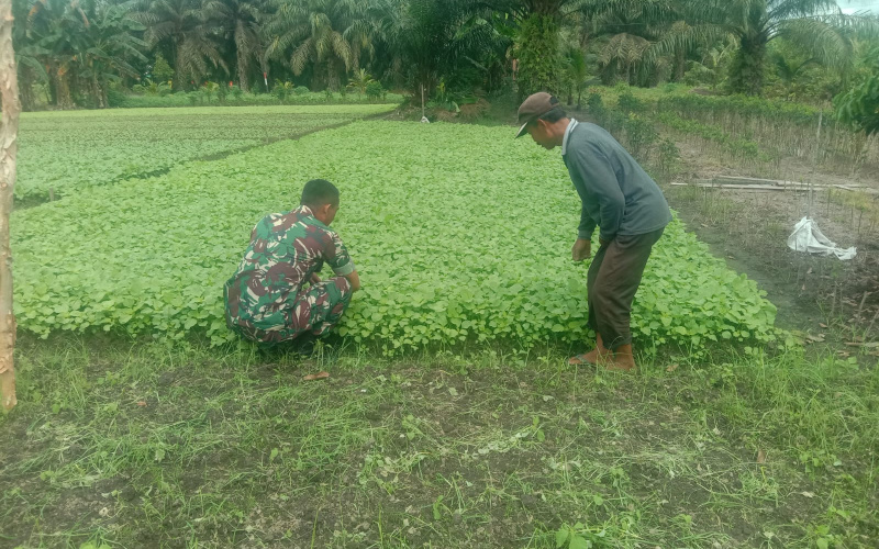 Babinsa Bagan Keladi Lakukan Pendampingan Karya Nyata Tanaman Kemangi