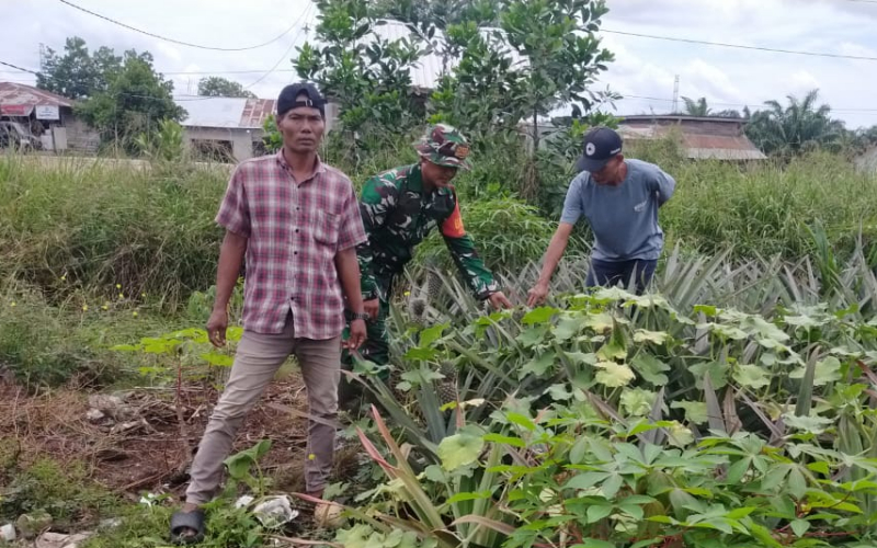 Babinsa Koramil 03 Sei Sembilan Dorong Warga Manfaatkan Lahan Gambut untuk Tanaman Nanas