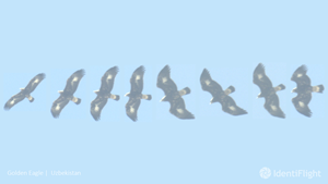 Saving Birds in Wind Farms With AI: Boulder Imaging and Oikon Launch IdentiFlight in Croatia