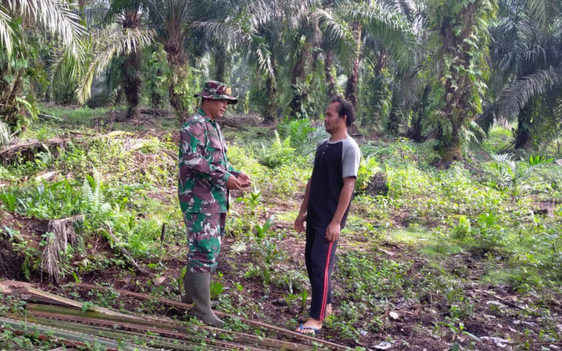 Cegah Karhutla, Babinsa Koramil 03 Sungai Sembilan Patroli dan Dampingi Petani Gambas