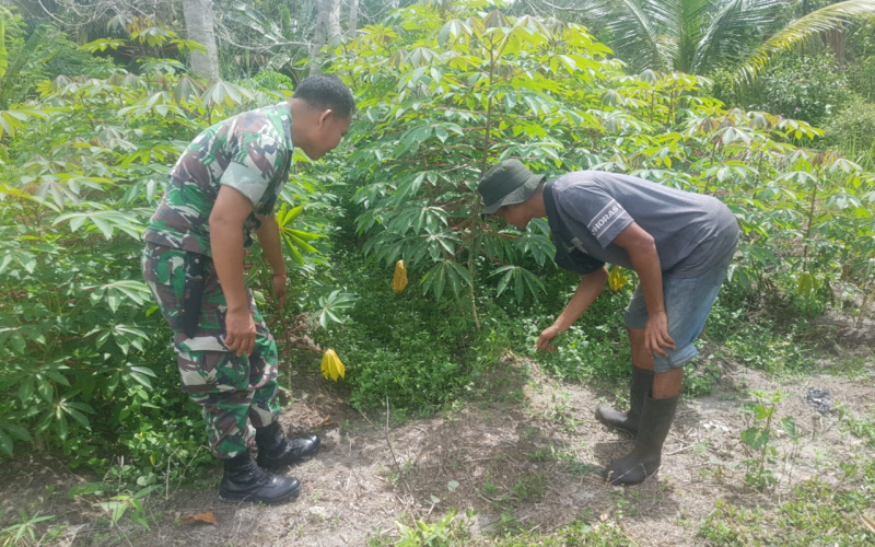 Dampingi Petani, Babinsa Kodim Dumai Dukung Ketahanan Pangan