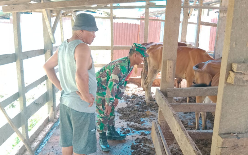 Babinsa Sei Geniot Pantau Peternakan, Lakukan Sosialisasi Kesehatan