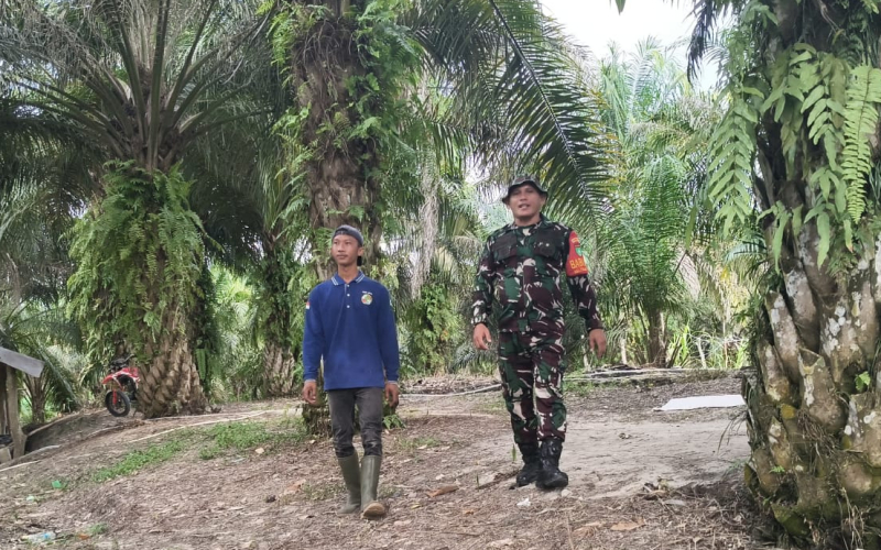 Cegah Karhutla, Babinsa Teluk Binjai Dampingi Warga Tanam Jeruk Nipis di Lahan Satu Hektare