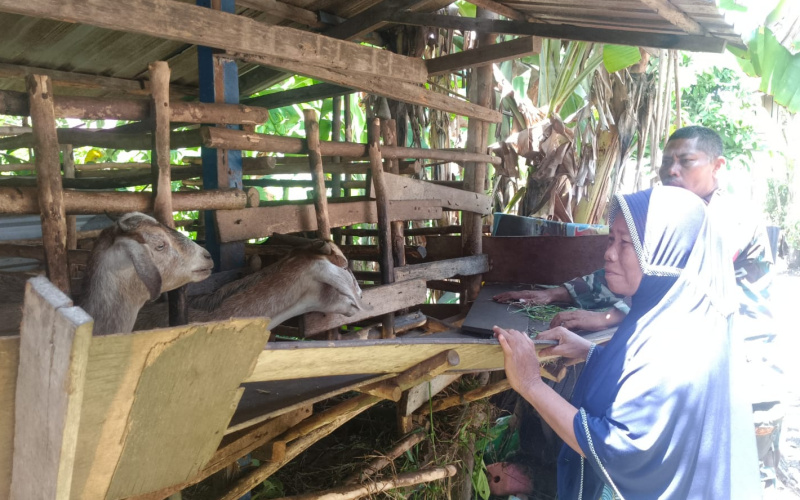 Babinsa Mekarsari Pendampingan di Peternakan Kambing