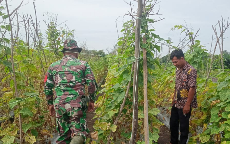 Babinsa Koramil 02 BK Ajak Petani Bagan Besar Kembangkan Tanaman Mentimun Berkualitas
