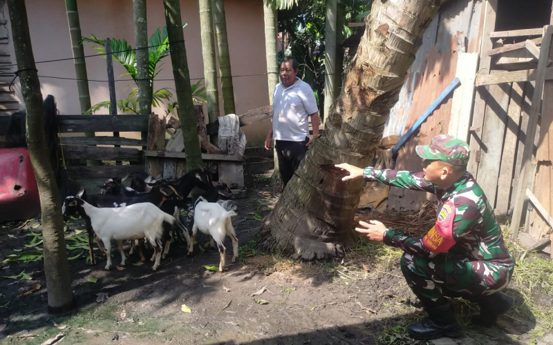 Sosialisasi Pencegahan PMK, ini Paparan Babinsa Teluk Binjai