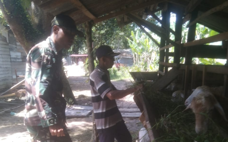 Cegah Penyakit Mulut dan Kuku, Babinsa Koramil 03 Sei Sembilan Lakukan Pemantauan Hewan Ternak