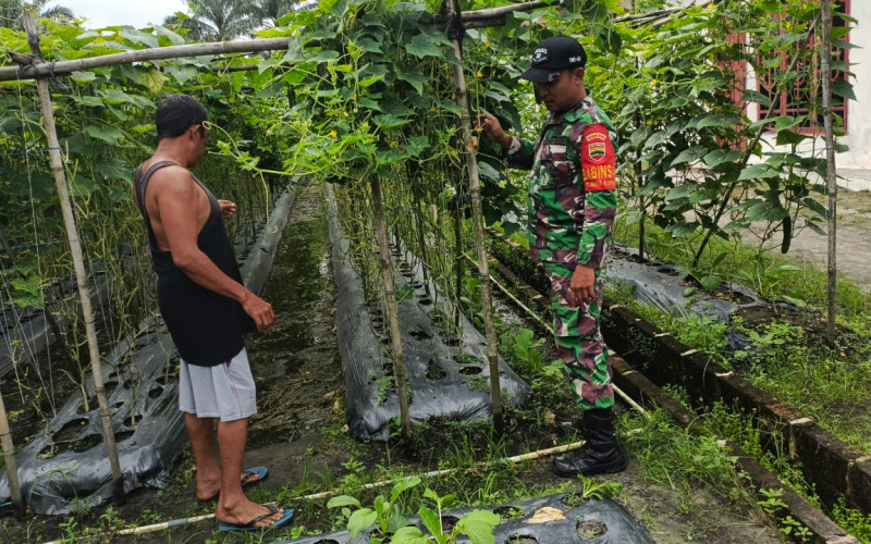 Babinsa Bukit Kapur Tinjau Lahan Pertanian Warga, Dukung Ketahanan Pangan