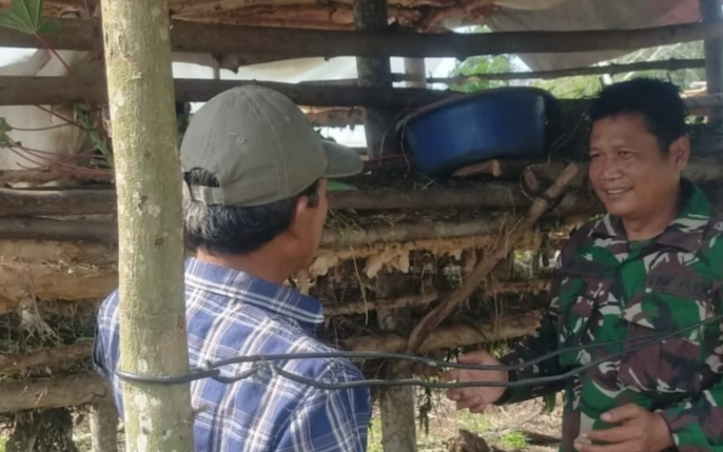 TNI Dukung Ketahanan Pangan, Babinsa Buluh Kasap Pantau Kesehatan Ternak Warga