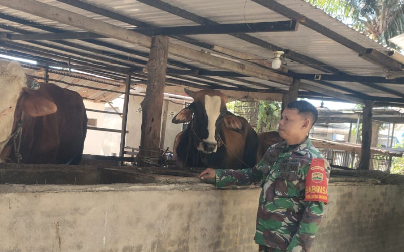 Cegah Penyakit Mulut dan Kuku, Sertu Sutarno Lakukan Pemantauan Ternak Warga Dumai Timur