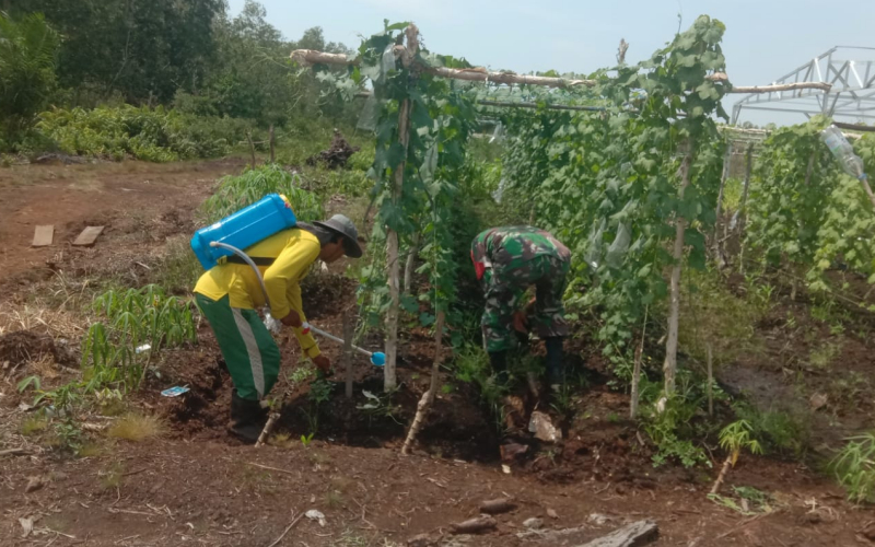 Babinsa Mundam Laksanakan Pendampingan Ketahanan Pangan Warga