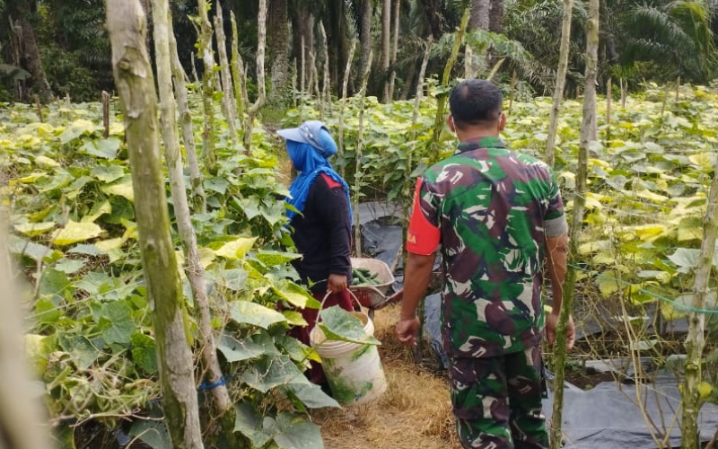 Babinsa Lubuk Gaung Aktif Dampingi Pertanian Pekarangan untuk Dukung Swasembada Pangan