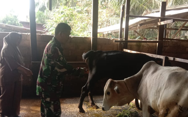 Koramil 03 Pemeriksa dan Lakukan Sosialisasi Pencegahan PMK di Peternakan