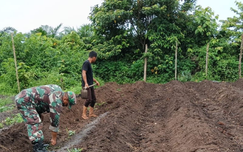 Perkuat Ketahanan Pangan, Babinsa Bagan Besar Aktif Dampingi Petani Lokal