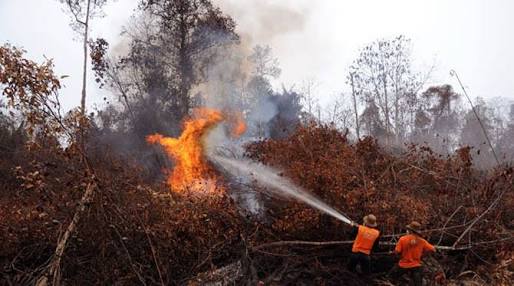 Per Maret 2017, 49,13 Hektare Hutan dan Lahan di Meranti Terbakar