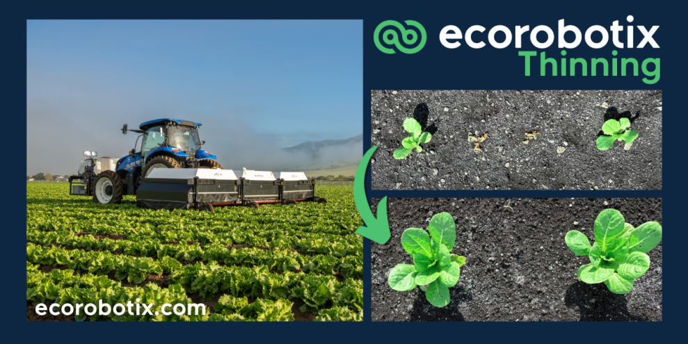 Ecorobotix Unveils Lettuce Thinning Algorithm, Delivering Precision and Labor Savings for Lettuce Growers