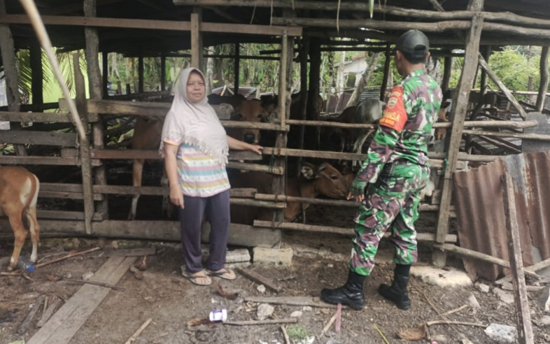Babinsa Koramil 02/BK Cegah PMK, Lakukan Pemeriksaan Kesehatan Hewan Ternak